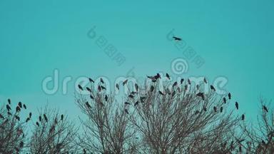 鸟雀的秋天叫蓝天从树上起飞。 一群乌鸦黑鸟干树.. 鸟儿在乌鸦身上